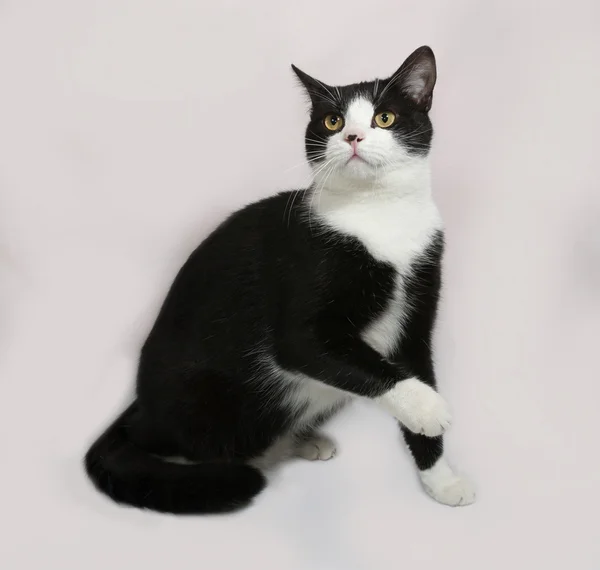 Black and white cat sitting on gray — Stock Photo, Image