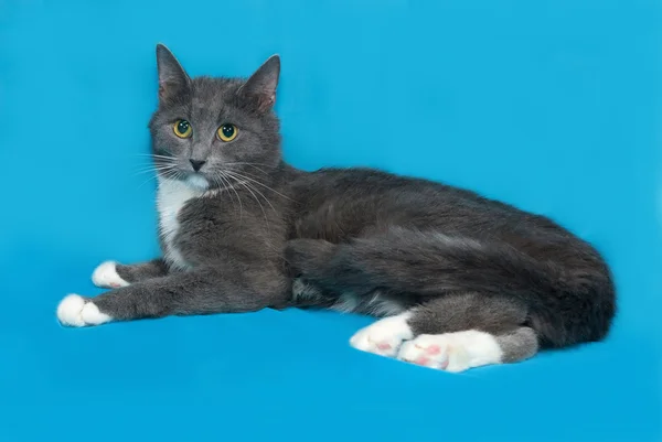 Chat gris et blanc couché sur bleu — Photo