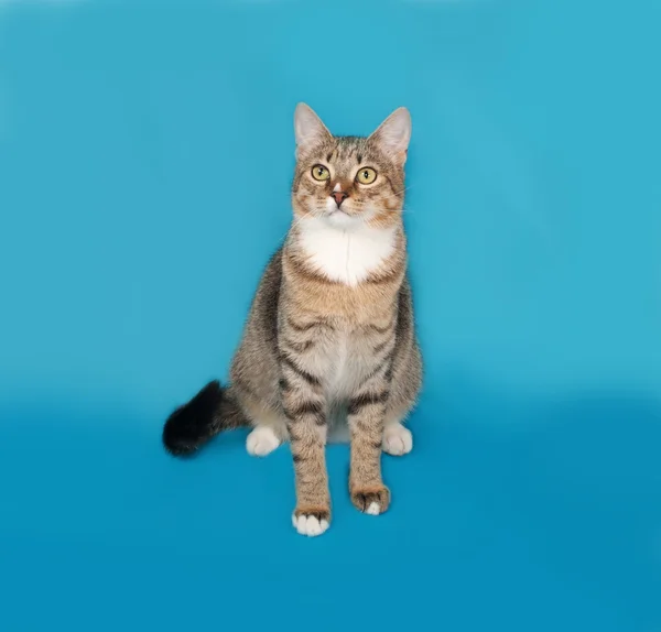 Striped and white cat sitting on blue — Stock Photo, Image