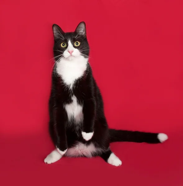 Gato preto e branco sentado no vermelho — Fotografia de Stock