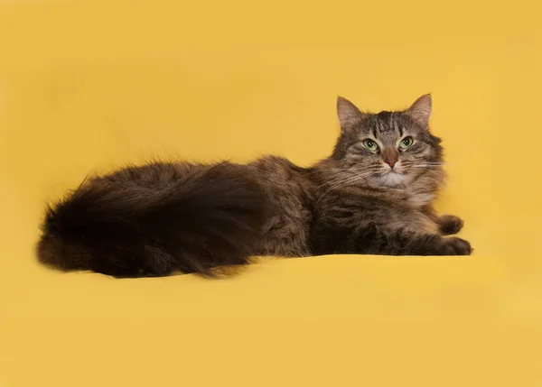 Fluffy tabby cat lies on yellow — Stock Photo, Image