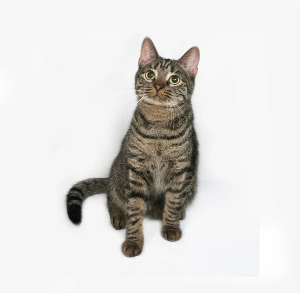 Gestreepte kat, zittend op grijs — Stockfoto