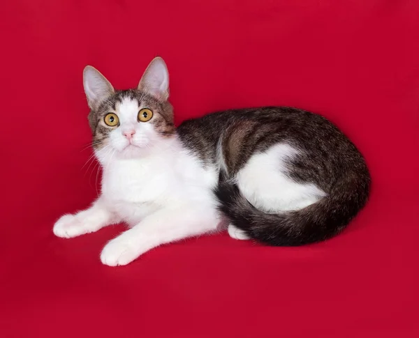 Striped and white cat teenager lies on red — Stock Photo, Image