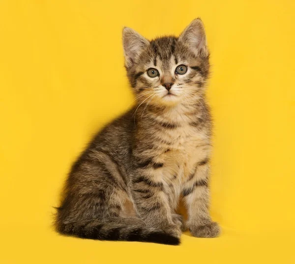 Tabby kitten zittend op geel — Stockfoto