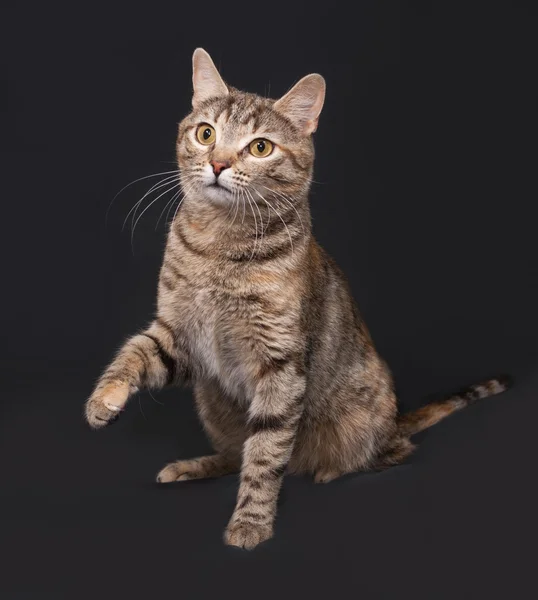 Tricolor gestreifte Katze sitzt auf dunkelgrau — Stockfoto