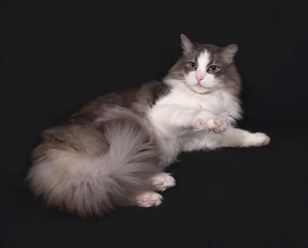 Gray and white fluffy cat lying on dark gray — Stock Photo, Image