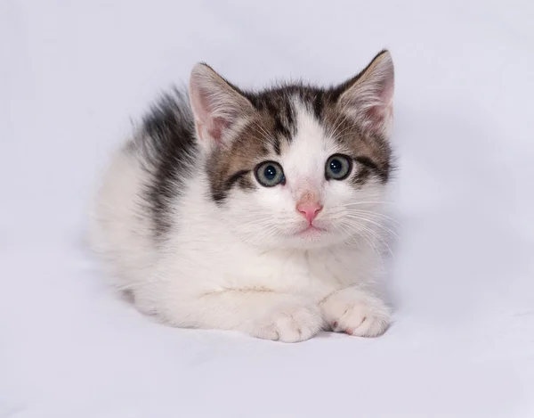 Blanco y rayas gatito acostado en gris —  Fotos de Stock