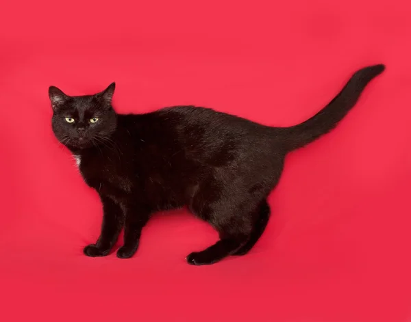 Czarny kot stojący na czerwono — Zdjęcie stockowe