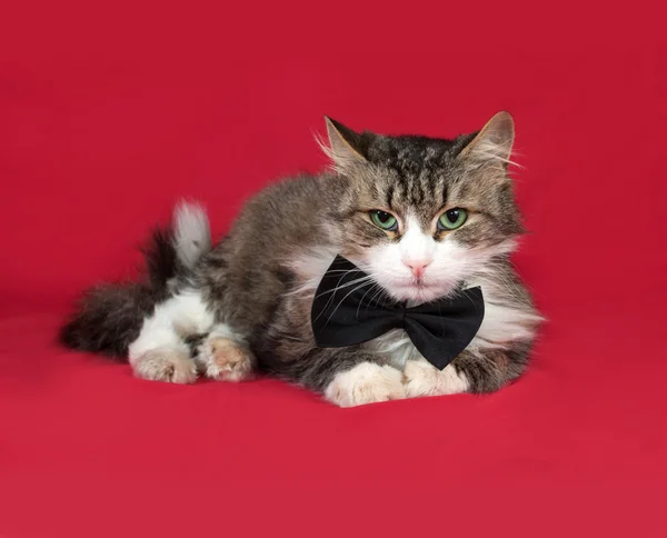 Soffici tabby e gatto bianco in papillon sdraiato sul rosso — Foto Stock