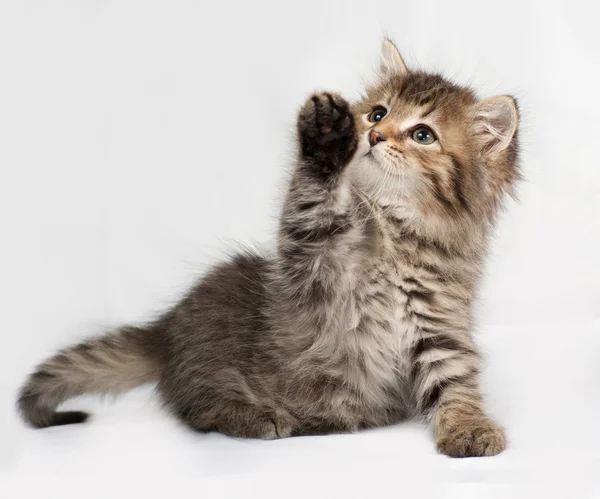 Puszysty kotek pasiasty syberyjski grając na szaro — Zdjęcie stockowe