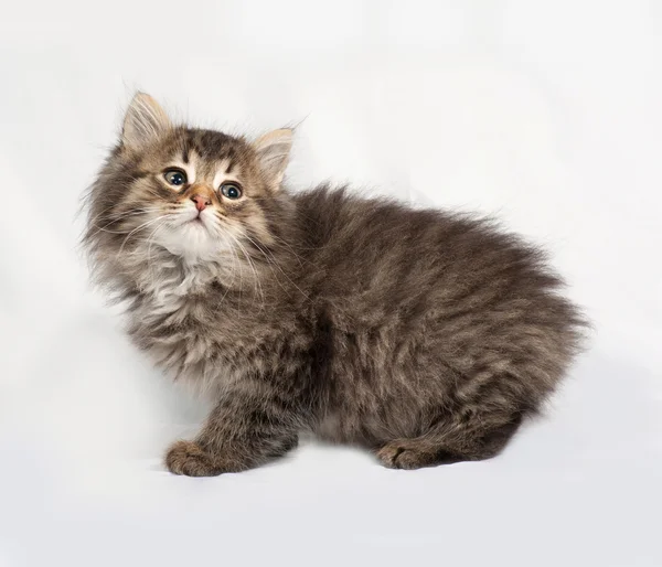 Fluffy Siberian striped kitten standing on gray — Stock Photo, Image