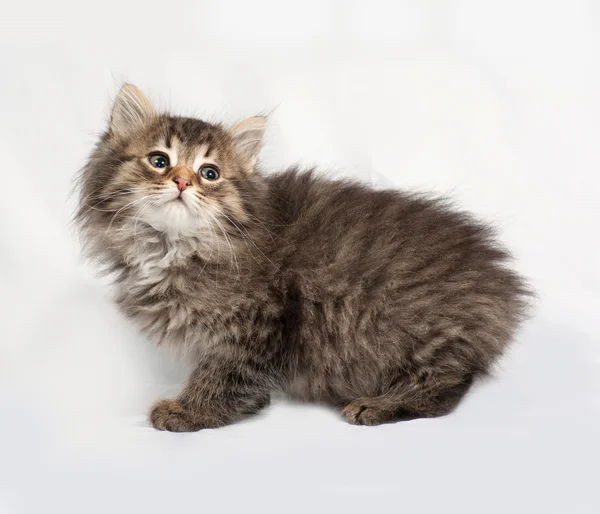 Fluffiga Siberian randig kattunge stående på grå — Stockfoto