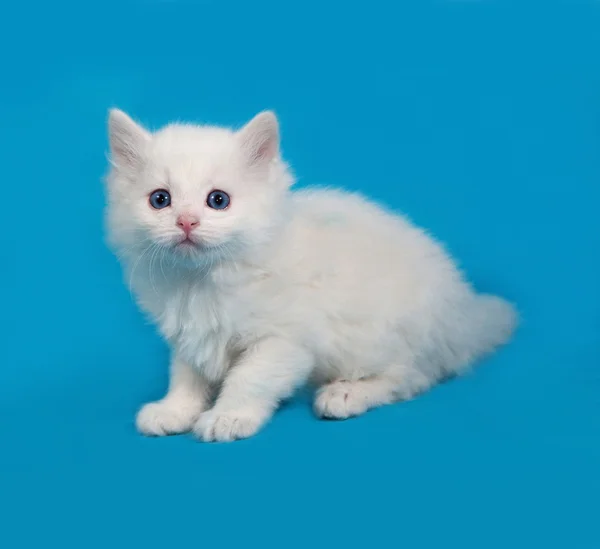 Weißes, flauschiges Kätzchen sitzt auf blau — Stockfoto