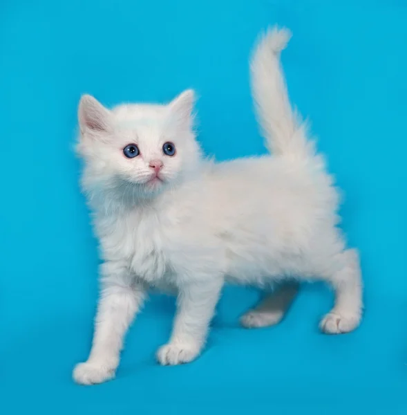 Blanco esponjoso gatito pasando en azul — Foto de Stock