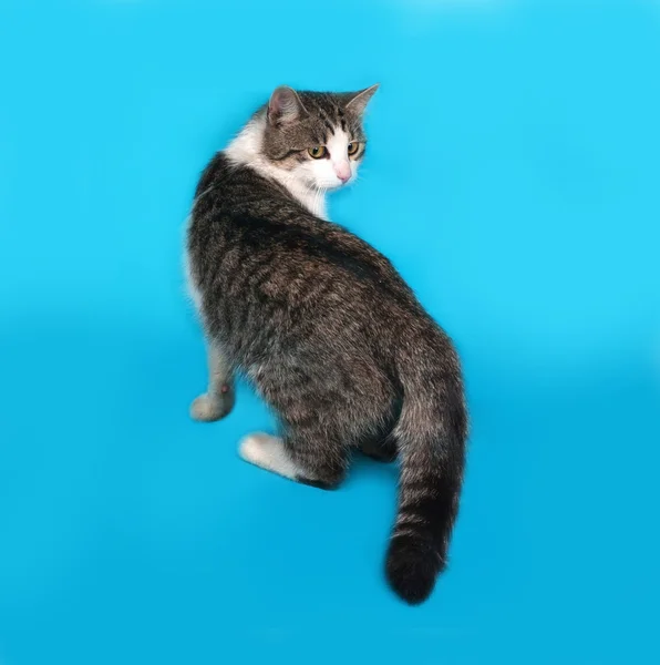 Vitt och tabby katt sitter på blå — Stockfoto