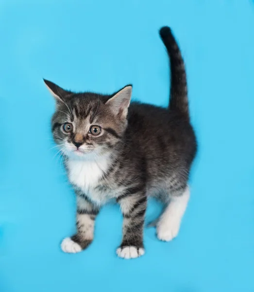 Weinig tabby en witte kitten staande op blauw — Stockfoto