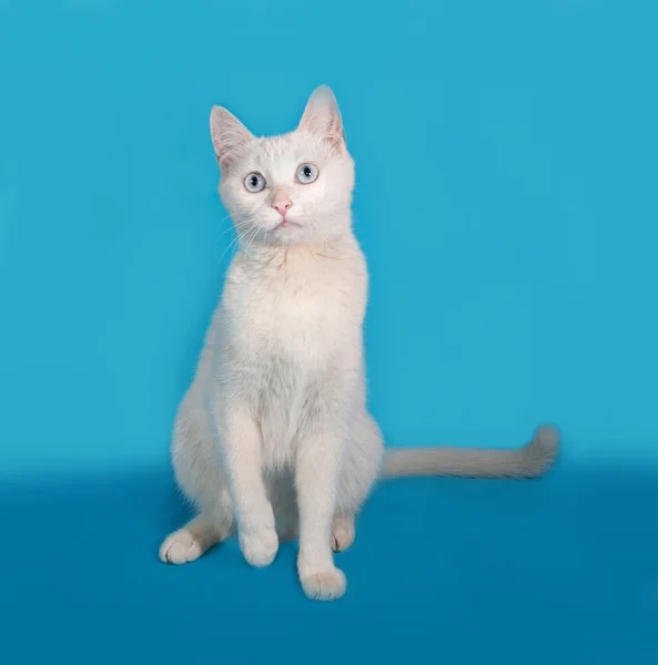 Biały kot niebieski oczy siedząc na niebiesko — Zdjęcie stockowe