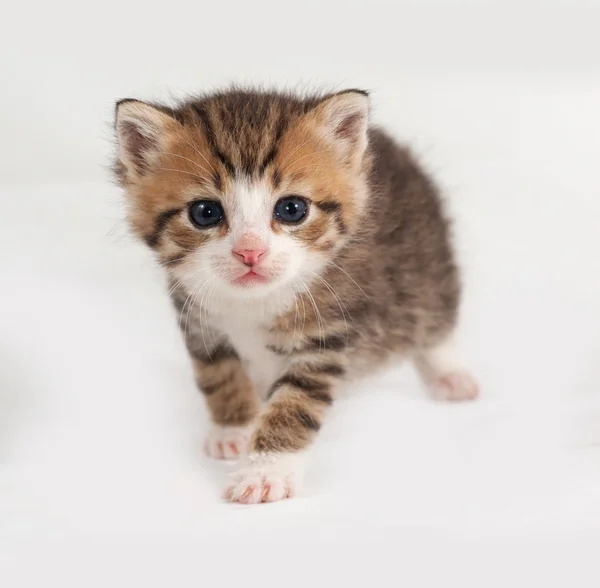 Małe paski i czerwony kotek stojący na szaro — Zdjęcie stockowe