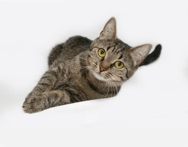 Gray striped cat lies on gray — Stock Photo, Image