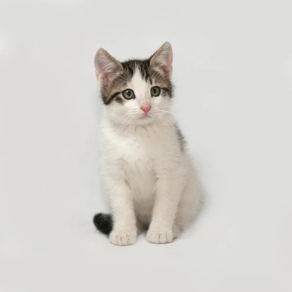 Gatito rayado y blanco sentado en gris —  Fotos de Stock