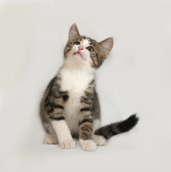 Gattino a righe e bianco seduto sul grigio — Foto Stock