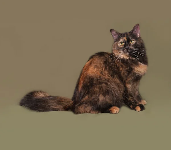 Tortoiseshell cat Stock Photos, Royalty Free Tortoiseshell cat Images |  Depositphotos