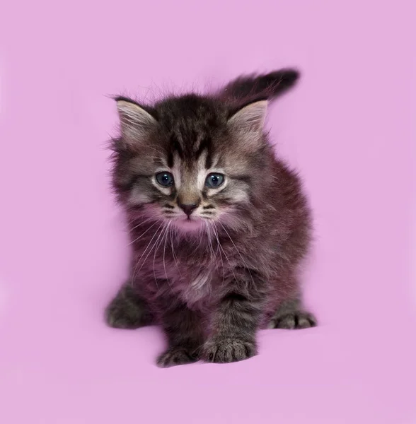 Fluffy Siberian striped kitten standing on pink — Stock Photo, Image