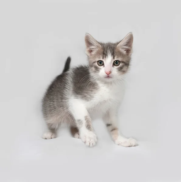 Piccolo gattino bianco e tabby in piedi su grigio — Foto Stock