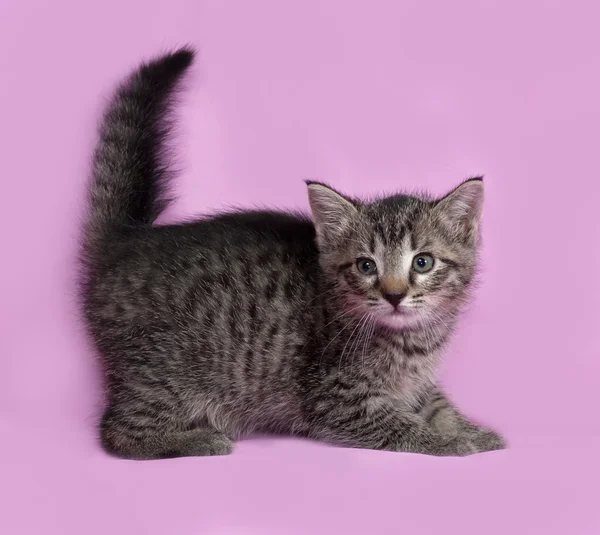 Fluffy tabby kitten standing on pink — Stock Photo, Image