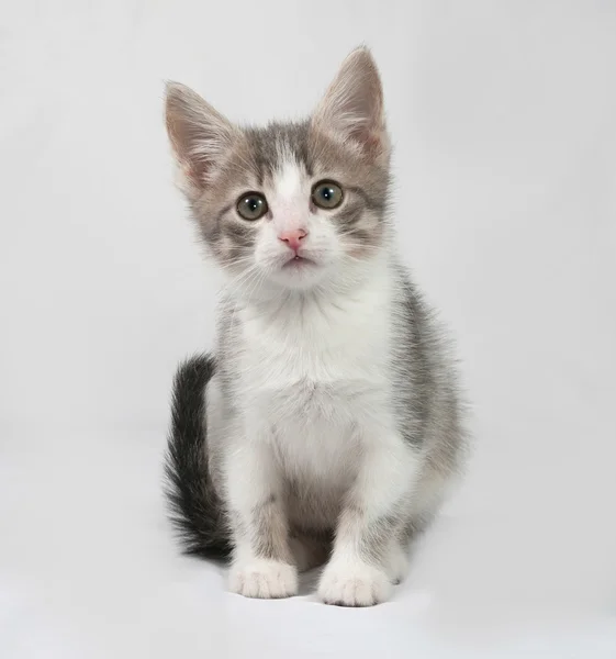 Piccolo gattino bianco e tabby seduto sul grigio — Foto Stock