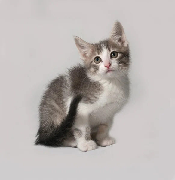 Pequeno gatinho branco e tabby sentado em cinza — Fotografia de Stock