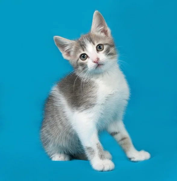 Küçük beyaz ve mavi üzerinde oturan tabby yavru kedi — Stok fotoğraf