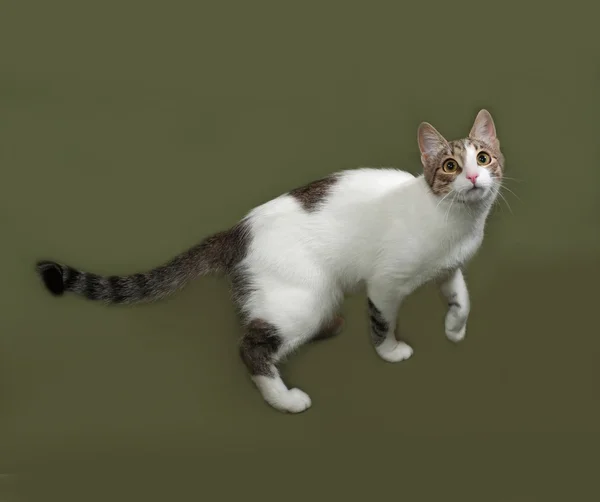 Белый и серый полосатый кот стоит на зеленом — стоковое фото