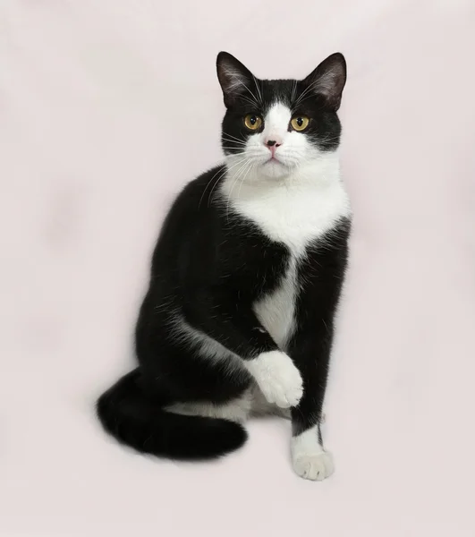 Gri üzerine oturan siyah beyaz kedi — Stok fotoğraf