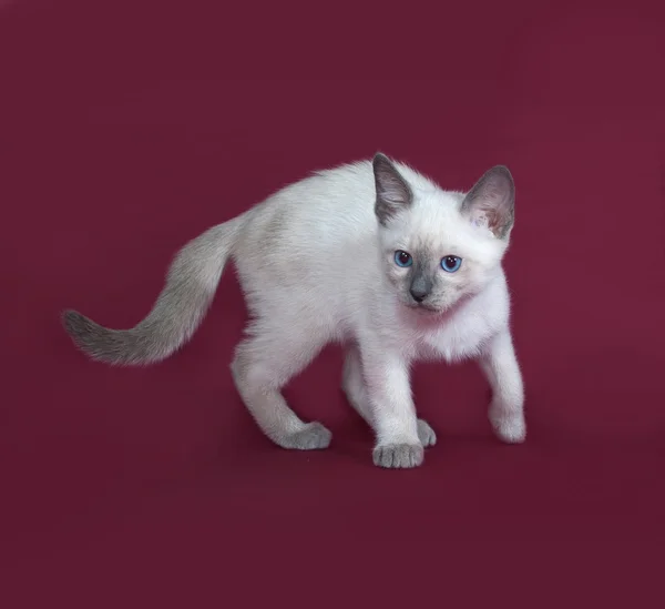 Tailandês gatinho branco de pé na Borgonha — Fotografia de Stock