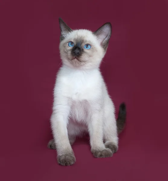 Thailändisches weißes Kätzchen sitzt auf weinrot — Stockfoto