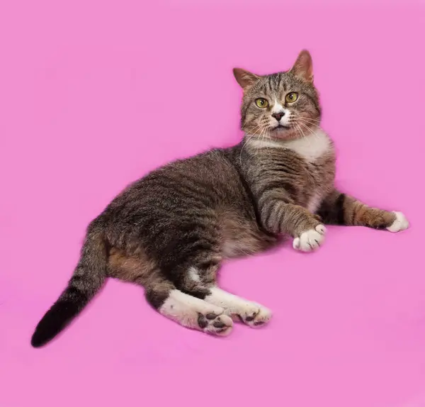 Gris y blanco gato tabby acostado en rosa —  Fotos de Stock