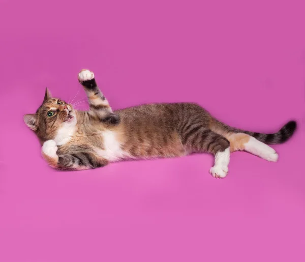 Цветная полосатая кошка лежит на розовом — стоковое фото