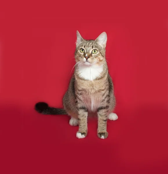 Striped en witte kat zittend op rood — Stockfoto