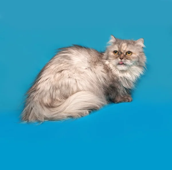 Grijze exot kat zittend op blauw — Stockfoto