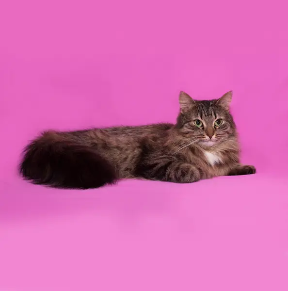 Pluizig Cyperse kat ligt op roze — Stockfoto