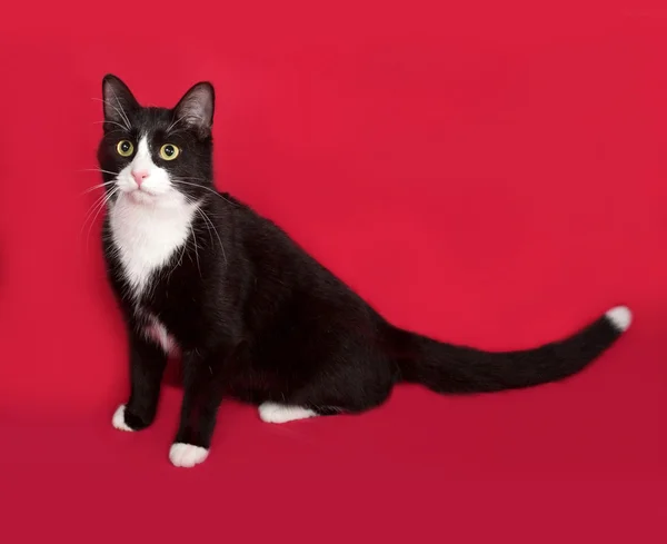 Black and white cat sitting on red — Stock Photo, Image