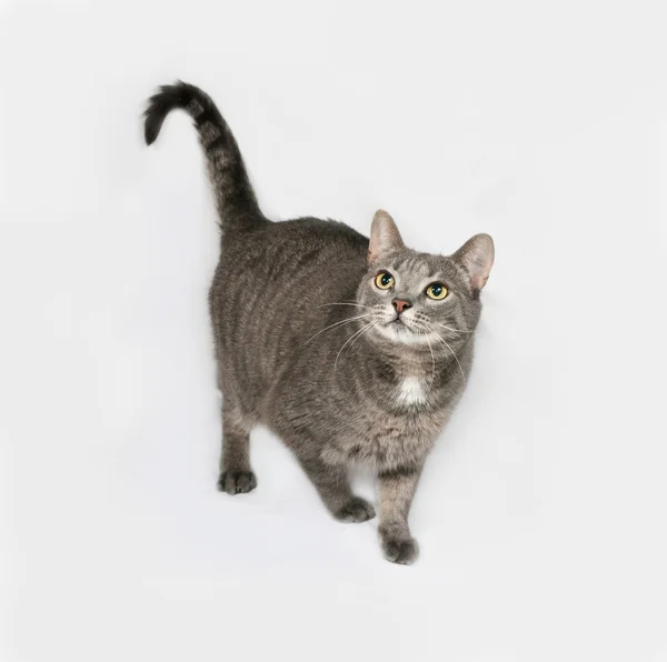 Grijze striped en witte kat staande op grijs — Stockfoto