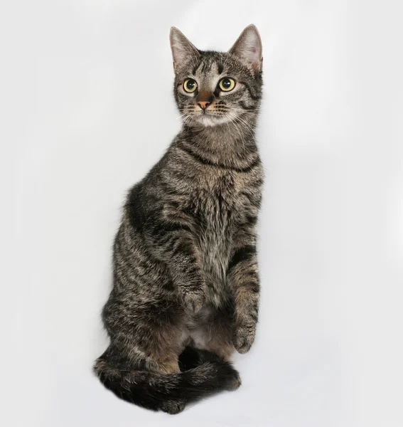 Striped cat sits on gray — Stock Photo, Image