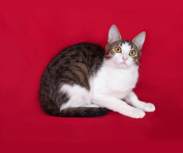 A strisce e bianco gatto adolescente si trova sul rosso — Foto Stock