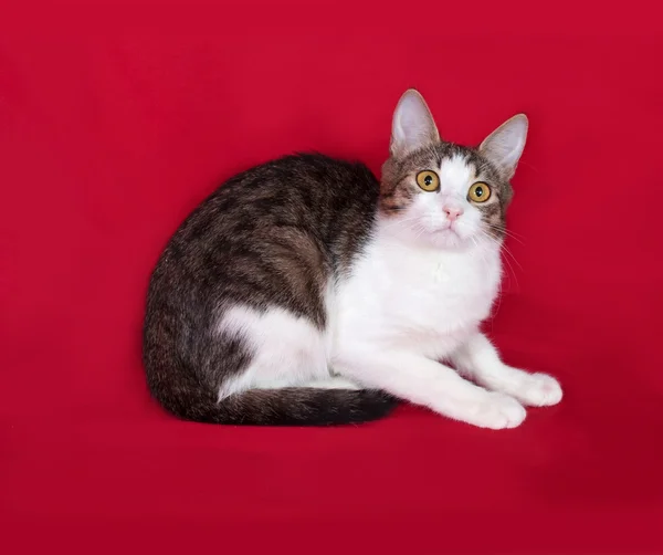 Striped en witte kat tiener ligt op rood — Stockfoto