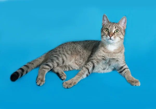 Grå tabby katt sitter på blå — Stockfoto