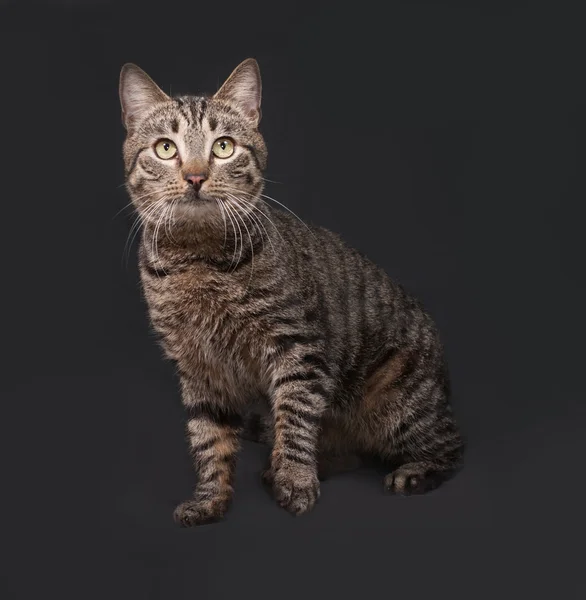 Gestreifte Katze sitzt auf dunkelgrau — Stockfoto