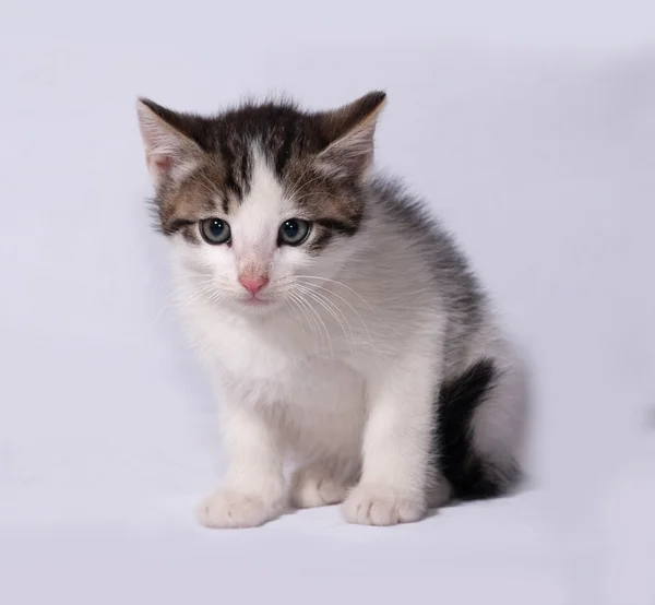 Witte en striped kitten liggend op grijs — Stockfoto