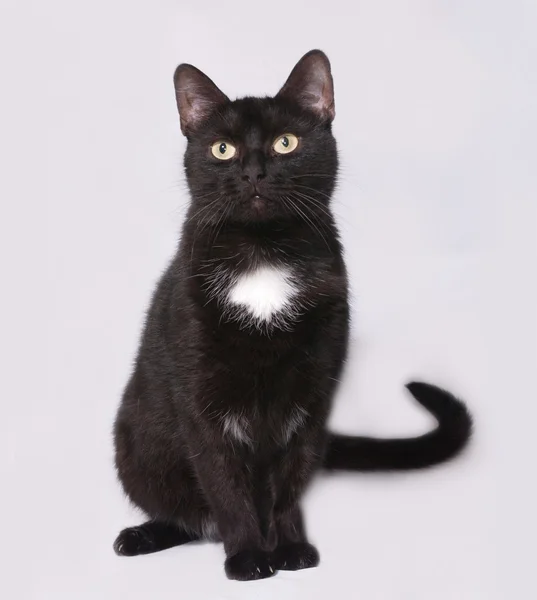 Black and white cat sitting on gray — Stock Photo, Image